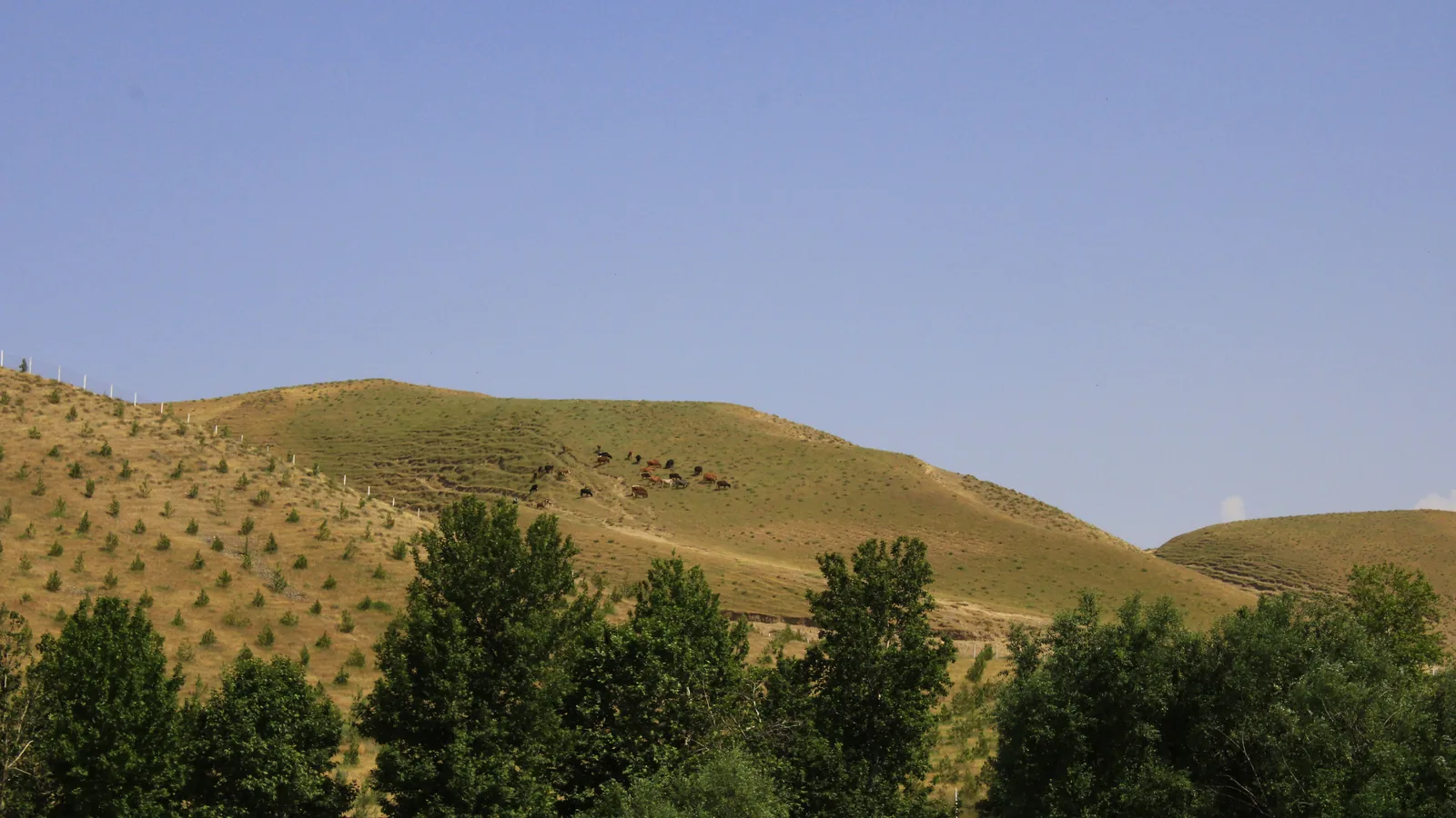 Paesaggio montano e forestale del Parco nazionale di Zaamin, Uzbekistan